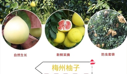 從梅州果園到中秋餐桌 三紅蜜柚批發(fā)與電商合作新機遇